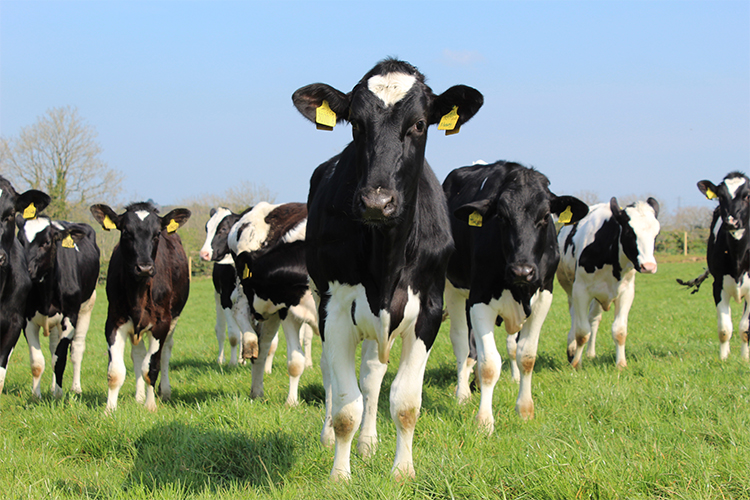 Feeds_Heifers-02