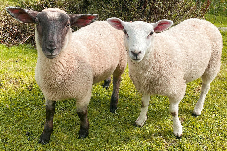 Feeds_Lambs-03